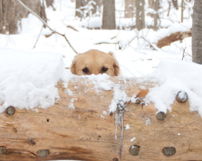 stormy-_cranbury_park_jan_2011