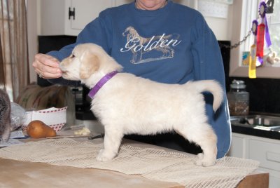 DSC_8704PuppyPose.jpg