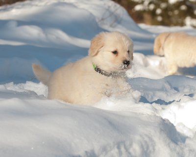 golden_joy_retriever_puppies