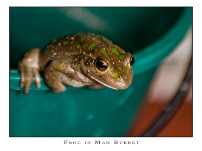 Frog in Mah Bukket #3