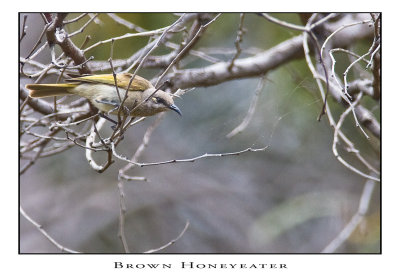 Brown Honeyeater