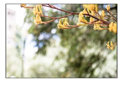 Yellow Kangaroo Paw 1