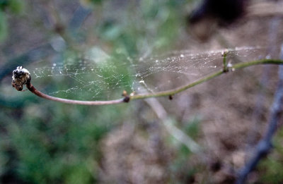 Spider web on rose bush