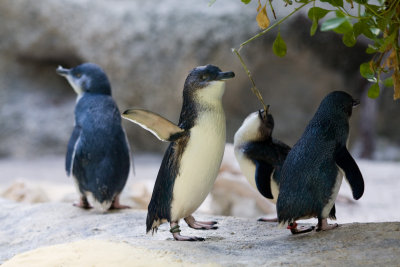 Perth Zoo Fairy Penguins