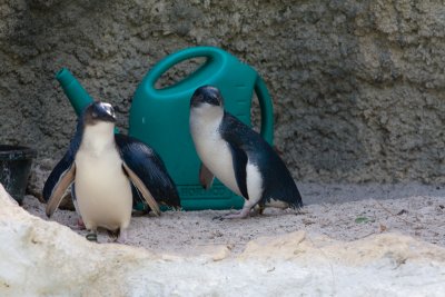 Perth Zoo Fairy Penguins