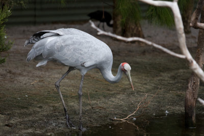Perth Zoo Australian Wetlands Enclosure