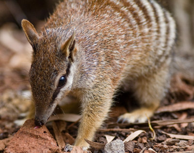 Perth Zoo Numbat