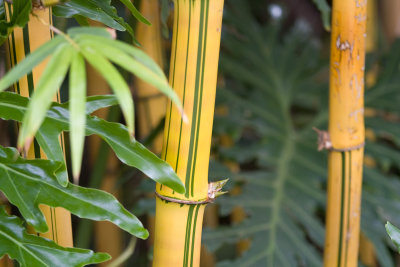 Zoo Bamboo