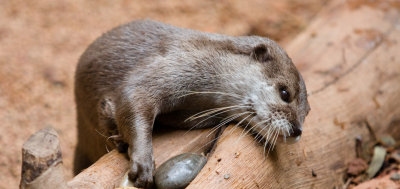 Perth Zoo Short Clawed Asian Otter