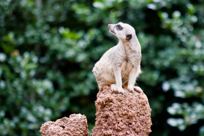 Perth Zoo Meerkats