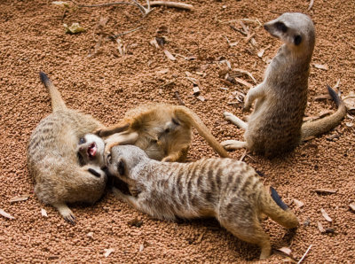 Perth Zoo Meerkats