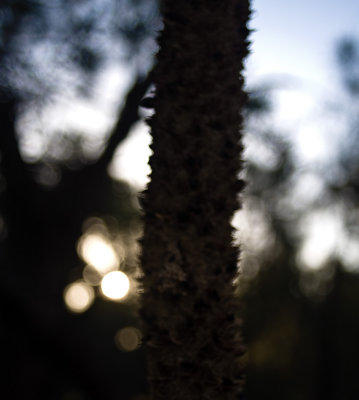 Balga (Blackboy/Grass Tree) Bokeh