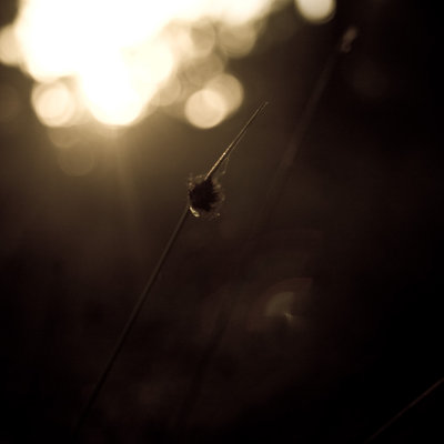Speargrass Bokeh