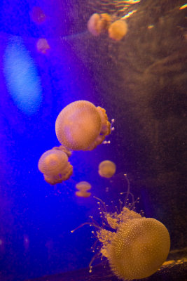 Swan River Jelly Fish