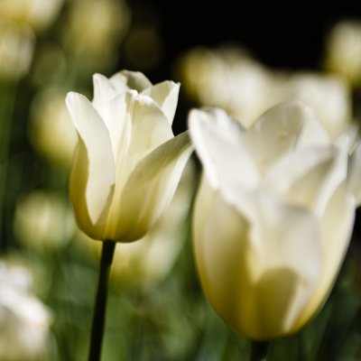 Tulip