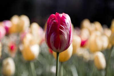 Tulip