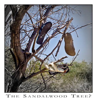 The Sandalwood Tree?