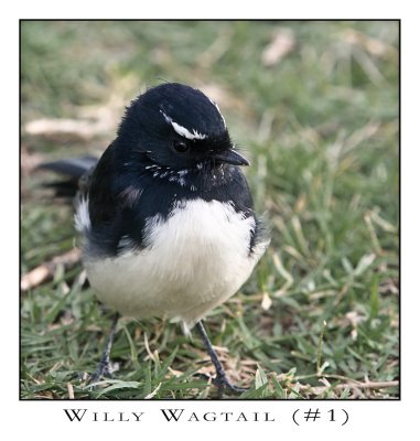 FEARLESS. (Willy Wagtail #1)
