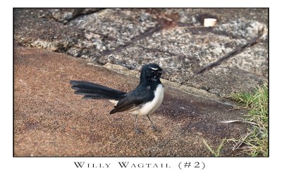 FEARLESS. (Willy Wagtail #2)