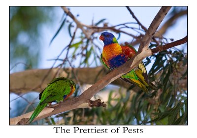 The Prettiest of Pests, Rainbow Lorikeets at UWA