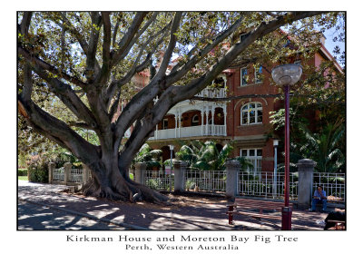 Kirkman House with Moreton Bay Fig Tree.