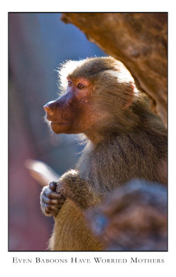 Even Baboons have Worried Mothers