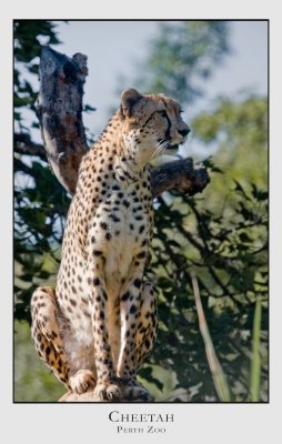Cheetah, Perth Zoo