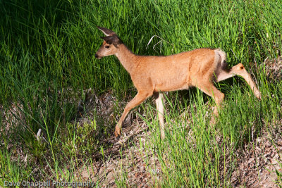 g1/25/741625/3/113165193.r8IsACRe.jpg