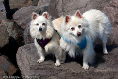 American Eskimo Dogs