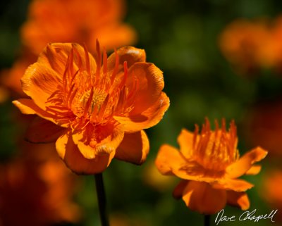 Manito Park, Spokane, Washington