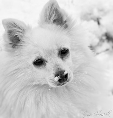 Snow Nose