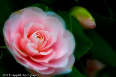 Camellia 3