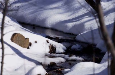 Snow in the Woods