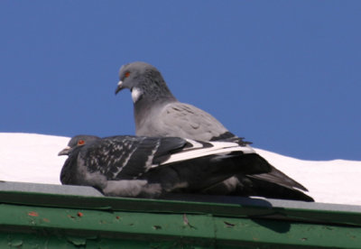 Pigeons.jpg