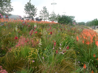 Wild flowers at Olympic Park