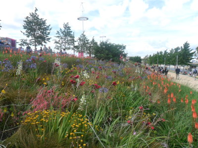 More wild flowers at Olympic Park