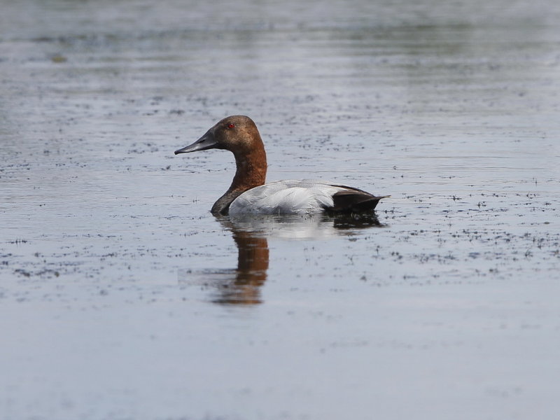 Canvasback