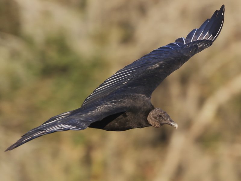 Black Vulture