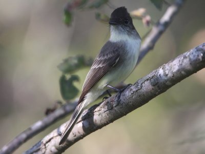 Eastern Phoebe