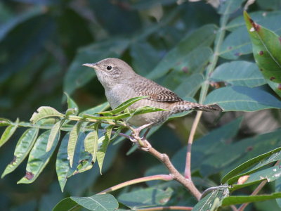 House Wren