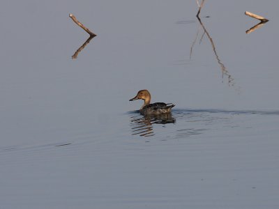 Northern Pintail