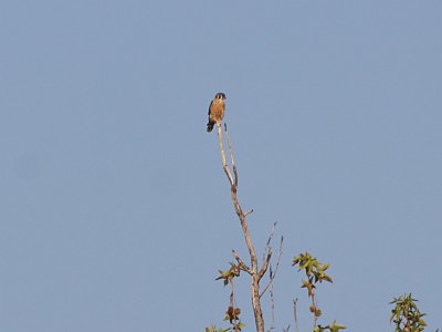 American Kestrel