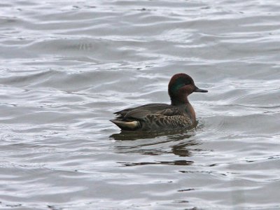 Green-winged Teal