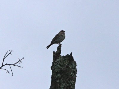 Savannah Sparrow