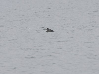 White-winged Scoter