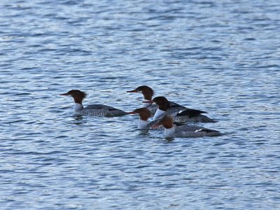 Common Merganser