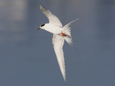 Forster's Tern