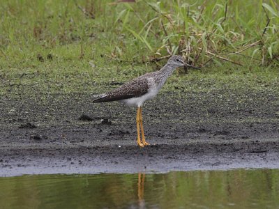 Greater Yellowlegs