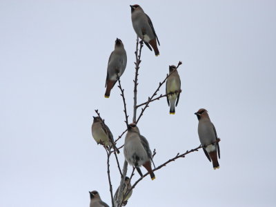 Bohemian Waxwing