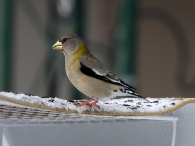 Evening Grosbeak